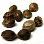 Семена марихуаны АК-47  (Seeds AK-47) в Юже
